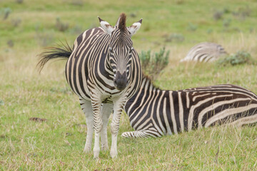 Portrait of zebra in the Nature