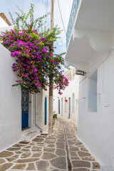 Blooming bougainvillea flowers on street in Parikia old town on the island of Paros. Cyclades, Greece