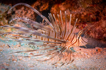 Naklejka na ściany i meble A juvenile invasive red lionfish in its new home on the reef in Grand Cayman