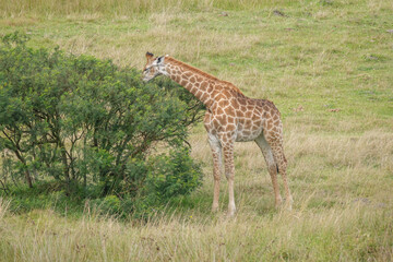 Naklejka na ściany i meble Giraffe feeding off of a bush, in the game park, reserve in South Africa 