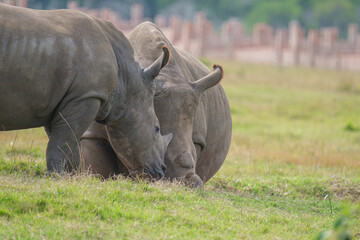 Fototapeta premium Portrait of Rhino in the Nature