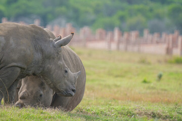 Portrait of Rhino in the Nature