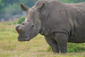Fototapeta premium Portrait of Rhino in the Nature