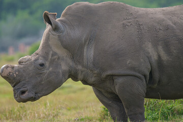 Obraz premium Portrait of Rhino in the Nature