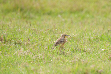 Yellow throated long claw bird hopping along in the grass