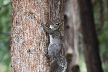 Eastern Gray Squirrel peeking around tree on hiking trail