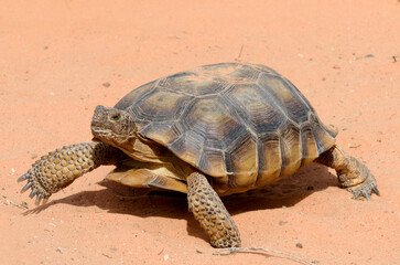 Desert tortoise walking on red-orange sand, closeup