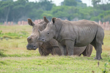 Obraz premium Portrait of Rhino in the Nature