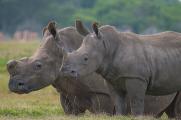 Obraz premium Portrait of Rhino in the Nature