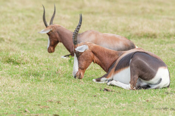 Blesbok resting, sleeping in the game reserve in South Africa
