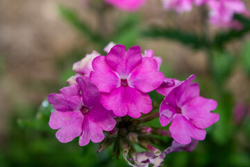 Fototapeta premium Flores