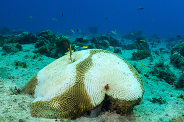 Stony Coral Tissue Loss Disease (SCTLD) has begun to eat away at this star coral. The destructive...