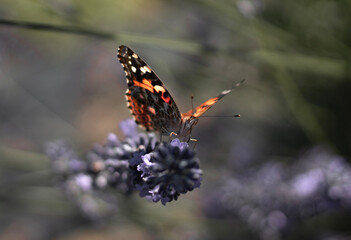 butterfly on flower