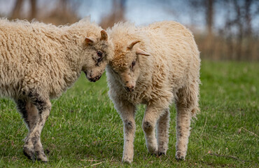 a cute playing lambs on a meadow