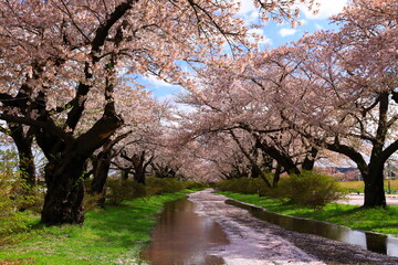 岩手県北上市　春の展勝地
