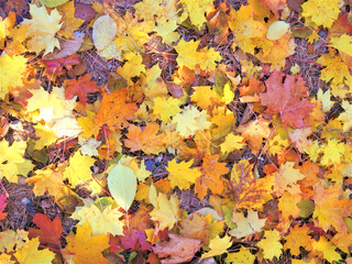 autumn leaves background