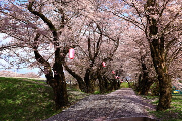 岩手県北上市　春の展勝地