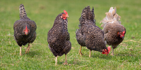hens on a meadow close up