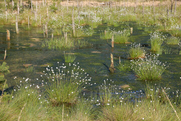 Cotton grass in peat bog natural reserve