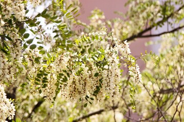 fleur acacia commun