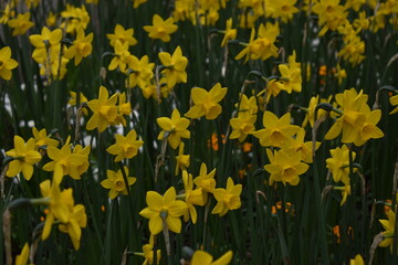 yellow flowers in the garden