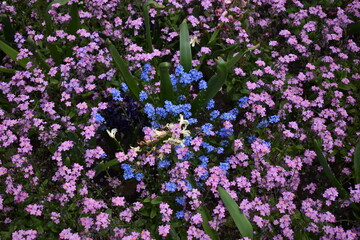 Fototapeta premium purple and yellow flowers