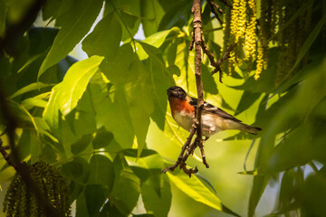 bay breasted warbler