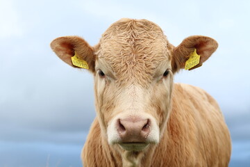 Cattle: Close-up portrait of Charolais breed bullock against backdrop of overcast sky