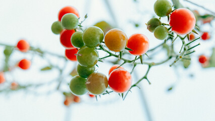 Fototapeta na wymiar Cherry tomatoes, Ripe tomato plant growing in greenhouse. Fresh bunch of natural red tomatoes on a branch in organic vegetable garden.