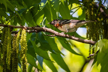 bird on a branch