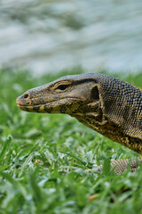 Water monitor in Lumpini Park, Bangkok, Thailand