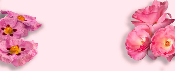 Spring flower frame or birthday card with roses and pink rock-roses