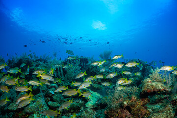 Fototapeta na wymiar A school of schoolmaster snappers on a coral reef in Grand Cayman. The underwater scene bustles with life