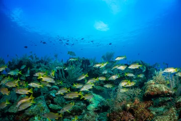 Foto op Aluminium A school of schoolmaster snappers on a coral reef in Grand Cayman. The underwater scene bustles with life © drew