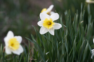 daffodils in spring