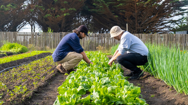 two young latin men working together in a vegetable garden, doing healthy vegetable maintenance, satisfactory work in a natural environment, plants and health, chile, chilean people
