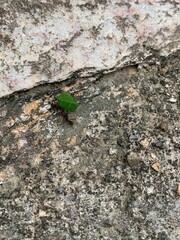 moss on stone