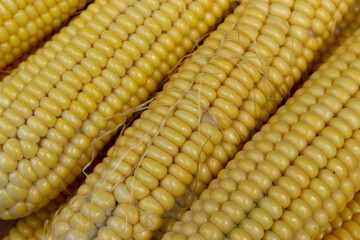 Yellow cobs of corn, close up. Macro.