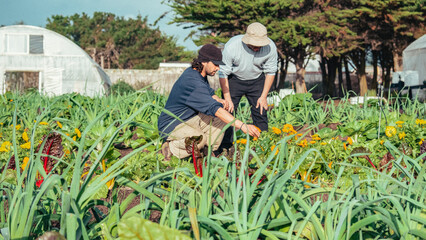 farmers working in a garden of vegetables, organic and natural food, fresh and healthy fruits and vegetables. learning how to work in a team