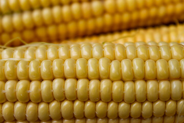 Close up of a corn seed on a corn cob. Corn on a cob background.