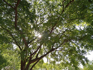 Fototapeta premium Luz de sol a través de las hojas de un árbol