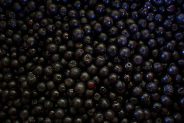 Chokeberry berries. Aronia berries. Chokeberry, aronia background. Berry. Freshly picked ripe berries. Aronia melanocarpa or black chokeberry background. Close up. Macro.