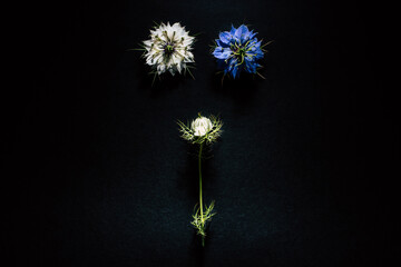 Artistic composition of wild flowers isolated on black background in a studio with beautiful white and purple petals.