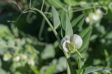 pea plant flower over defocused background Pisum sativum