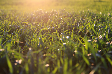 Green grass background at sunset. Bright natural bokeh. Soft focus. Abstract background. Agricultural landscape in the summer time