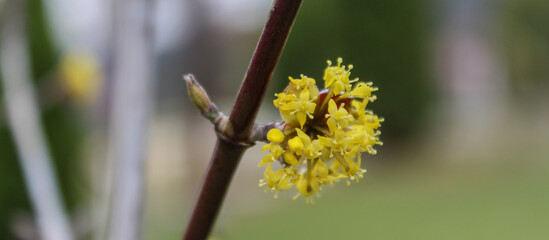 yellow flower in spring