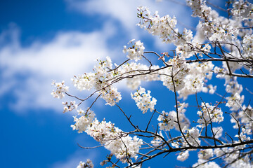 cherry blossom against sky