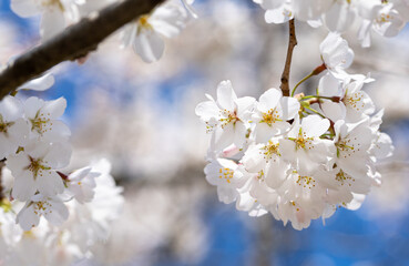 Fototapeta na wymiar White Sakura