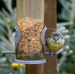 Blue tit feeding