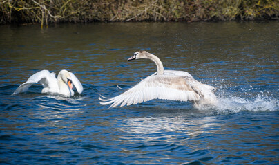 Young swan landing